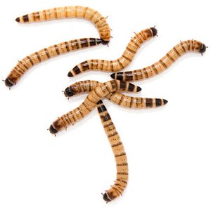 Feeder Insects Live Superworm Reptile Food, Large, 500 count