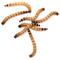 Show in main carousel: Feeder Insects Live Superworm Reptile Food, Large, 500 count slide 1 of 6