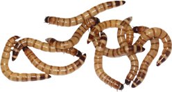 Feeder Insects Live Superworm Reptile Food, Large, 1000 count