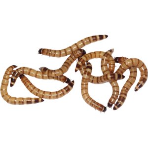 Feeder Insects Live Superworm Reptile Food, Large, 1000 count