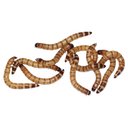 Feeder Insects Live Superworm Reptile Food, Large, 1000 count