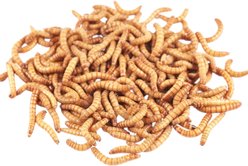 Feeder Insects Live Mealworm Reptile Food, Large, 250 count