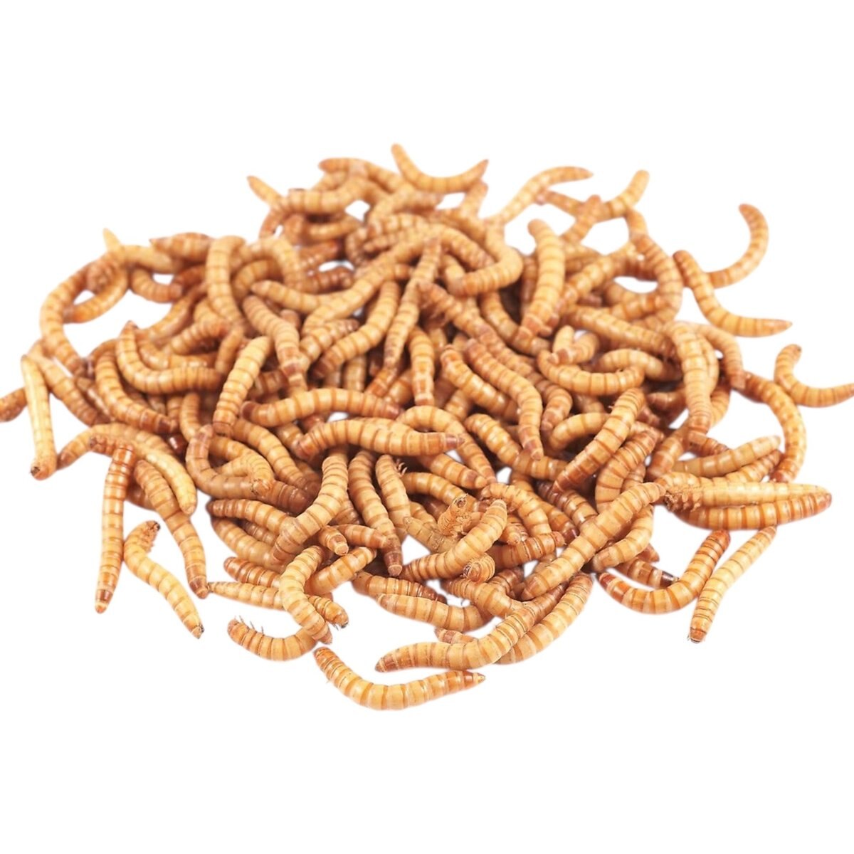 Feeder Insects Live Mealworm Reptile Food, Large, 250 count