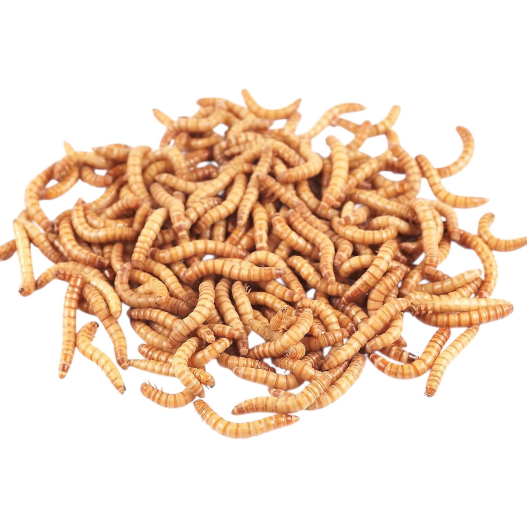 Feeder Insects Live Mealworm Reptile Food, Large, 250 count