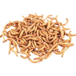 Feeder Insects Live Mealworm Reptile Food, Large, 250 count