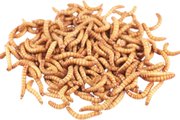 Feeder Insects Live Mealworm Reptile Food, Large, 250 count