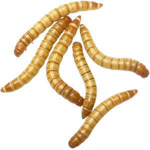Feeder Insects Live Mealworm Reptile Food, Large, 500 count