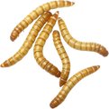 Feeder Insects Live Mealworm Reptile Food, Large, 500 count