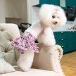 Show in main carousel: CuteBone Washable & Reusable Leopard Print Female Dog Diapers with Skirts, 3 count, X-Small: 10-in waist slide 4 of 9