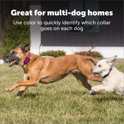 Show full view: PetSafe Guardian GPS & Tracking 2.0 Dog Fence Replacement Strap, Blue slide 3 of 6