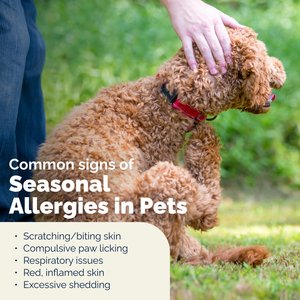 Vetnique Labs Dermabliss Anti-Itch & Allergy Relief Hydrocortisone Fragrance-Free Dog & Cat Skin Spray, 4-fl oz bottle