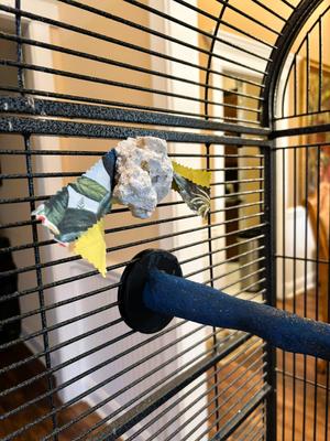 Show full view: Polly's Pet Products Buffer Bird Beak Conditioner, Large slide 4 of 6