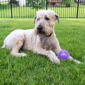 Gnawsome Squeak & Light LED Ball Dog Toy, Color Varies, Medium