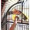 Show in main carousel: Polly's Pet Products Buffer Bird Beak Conditioner, Large slide 5 of 6