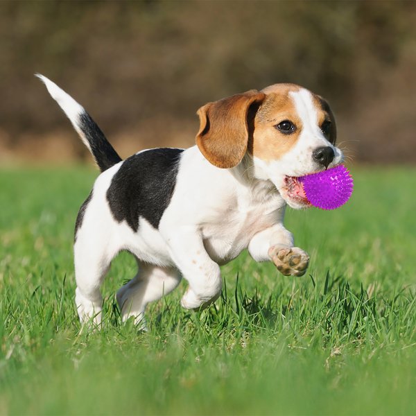 Show full view: Gnawsome Squeak & Light LED Ball Dog Toy, Color Varies, Small slide 3 of 8