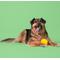 Show in main carousel: Gnawsome Squeak & Light LED Ball Dog Toy, Color Varies, X-Large slide 4 of 8