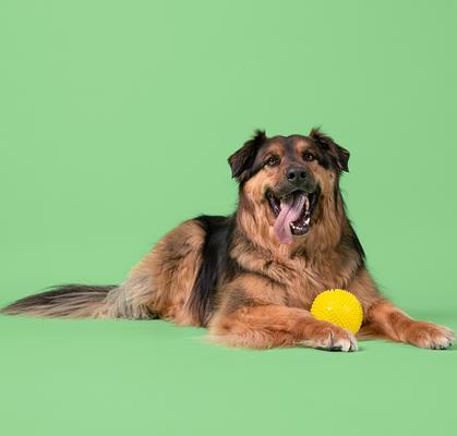 Show full view: Gnawsome Squeak & Light LED Ball Dog Toy, Color Varies, X-Large slide 4 of 8