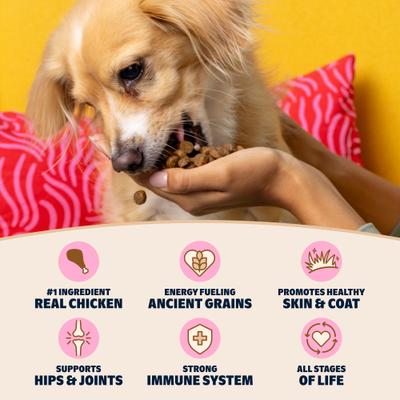 Show full view: BARK in the Belly Chicken & Ancient Grains Recipe Dog Food, 4-lb bag slide 7 of 11