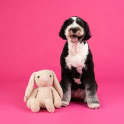 Fringe Studio Hoppy To See You Plush Dog Toy slide 2 of 2