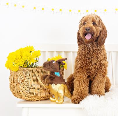 Show full view: Fringe Studio Choc-A-Saurus Rex Plush Dog Toy slide 3 of 3