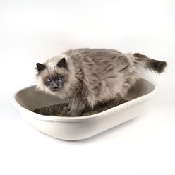 Fresh Kitty Open Cat Litter Pan, Large slide 2 of 3