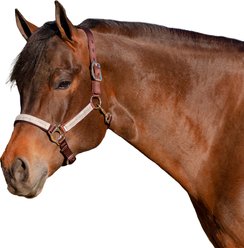 Kensington Protective Products Premium Reflective Nylon Horse Halter, Medium, Desert Sand