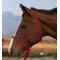 Show in main carousel: Kensington Protective Products Clinician Rope Horse Halter, Merlot slide 2 of 8