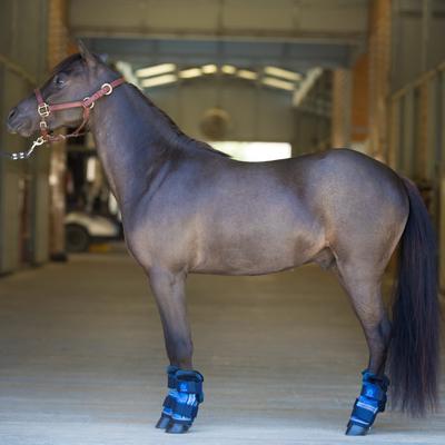 Show full view: Kensington Protective Products Miniature Horse Fly Boots with Fleece Trim, 4 count, Kentucky Blue, Mini slide 5 of 8