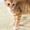 Show in main carousel: Michu Kitten & Small Animal Litter Unscented Natural Clumping Tofu Cat Litter, 5.5-lb bag slide 9 of 11