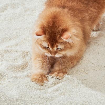 Show full view: Michu Wonder & Auto-Box Friendly Unscented Clumping Plant-Based Cat Litter, 5.5-lb bag slide 5 of 10