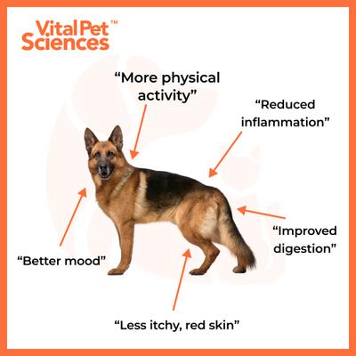 Show full view: Vital Pet Sciences PCQ Pet Powder Pain Relief & Allergy Support Supplement for Dogs & Cats, 0.56-oz jar slide 8 of 10
