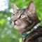 Show in main carousel: Kittyrama Breakaway Adjustable Cat Collar, Lotus slide 3 of 7