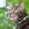 Show in main carousel: Kittyrama Kitten Breakaway Adjustable Cat Collar, Lotus slide 3 of 7