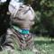 Show in main carousel: Kittyrama Kitten Breakaway Adjustable Cat Collar, Jungle slide 3 of 7