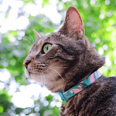 Show full view: Kittyrama Kitten Breakaway Adjustable Cat Collar, Monstera slide 3 of 7