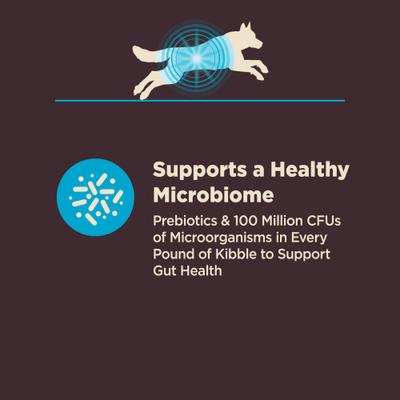 Show full view: Wellness CORE Digestive Health Wholesome Grains Whitefish & Brown Rice Recipe Dry Dog Food, 4-lb bag slide 6 of 13