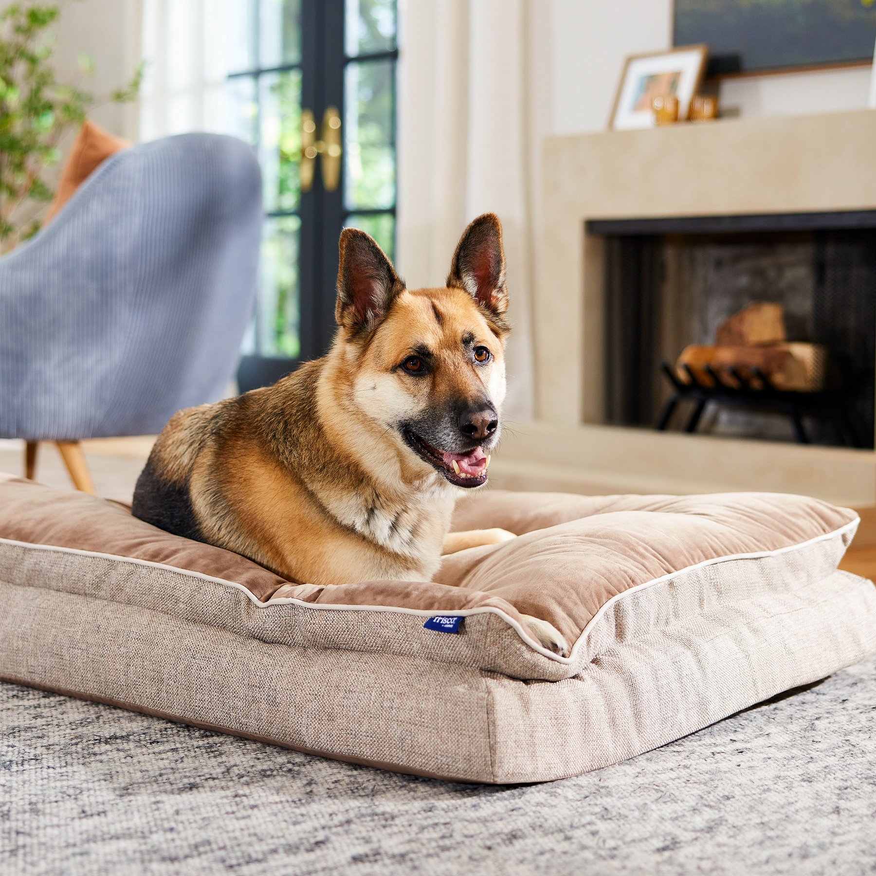 Frisco Plush Orthopedic Pillowtop Dog Bed w/Removable Cover, Beige, XX-Large