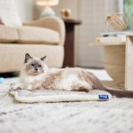 Best Cat Pillow Beds