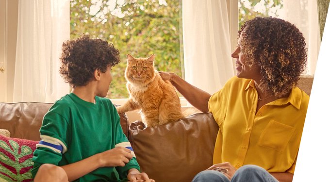 Frontline Plus Flea & Tick Spot Treatment for Cats, over 1.5 lbs