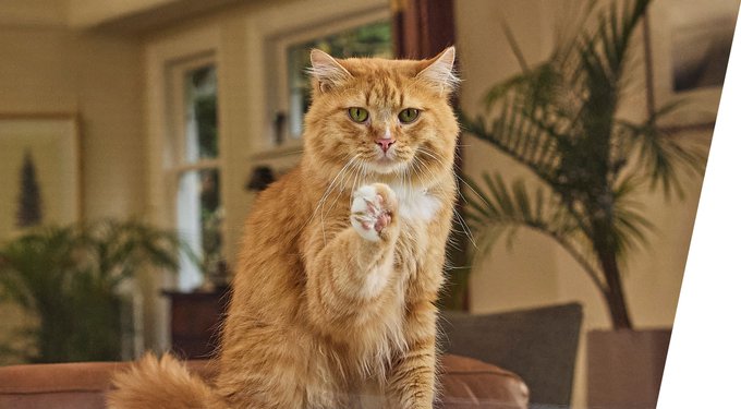 Frontline Plus Flea & Tick Spot Treatment for Cats, over 1.5 lbs