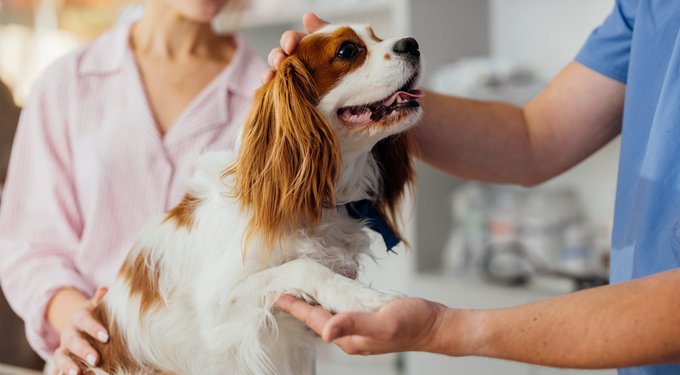 Natural Balance Limited Ingredient Reserve Grain-Free Sweet Potato & Venison Recipe Dry Dog Food