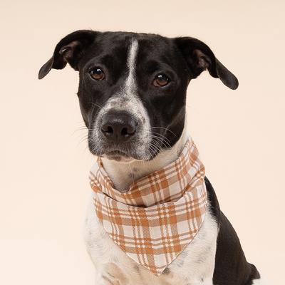 Show full view: The Paws Ginger Dog Bandana, Orange, Small slide 2 of 7