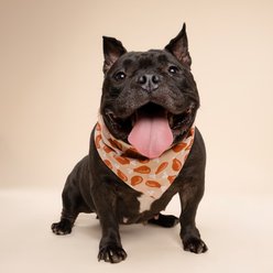 The Paws Drumstick Dog Bandana, Brown, Large slide 2 of 6