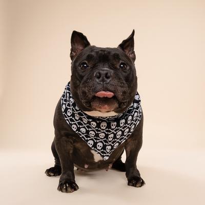 Show full view: The Paws Wicked Dog Bandana, Black, Small slide 2 of 6