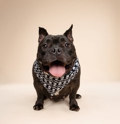 The Paws Wicked Dog Bandana, Black, Large slide 2 of 6