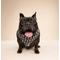Show in main carousel: The Paws Wicked Dog Bandana, Black, Small slide 4 of 6