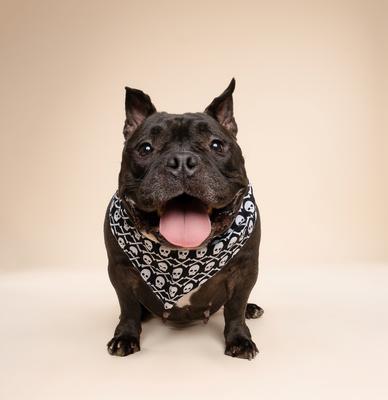 Show full view: The Paws Wicked Dog Bandana, Black, Small slide 4 of 6