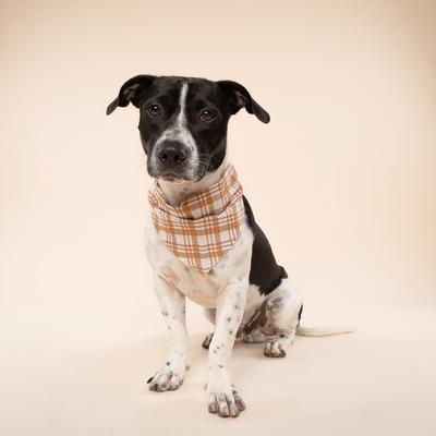 Show full view: The Paws Ginger Dog Bandana, Orange, Small slide 3 of 7