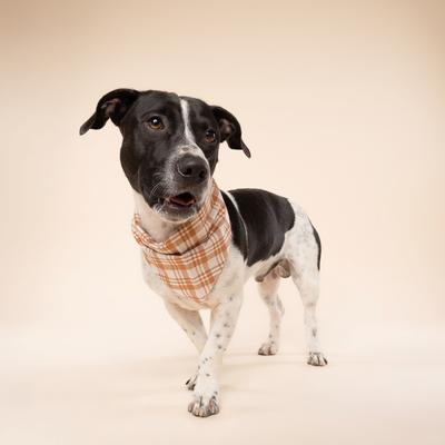 Show full view: The Paws Ginger Dog Bandana, Orange, Small slide 4 of 7