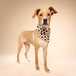 The Paws Trick or Treat Dog Bandana, Orange, Large slide 2 of 6